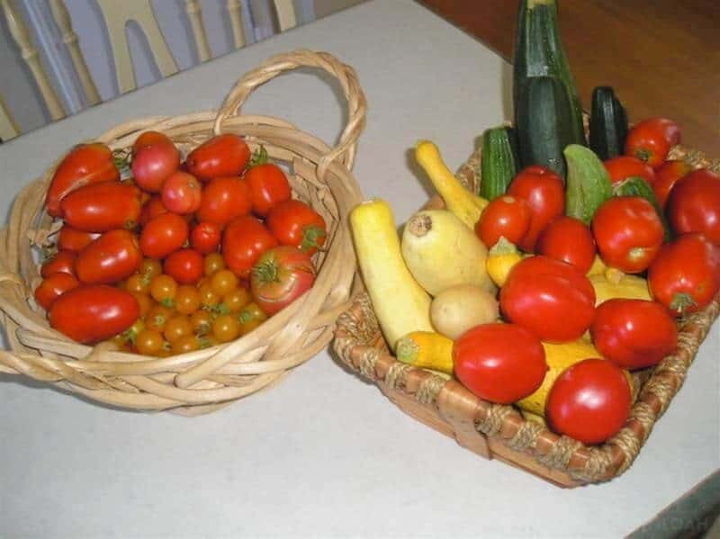 harvested tomatoes squash cherry tomatoes and cucumbers in baskets