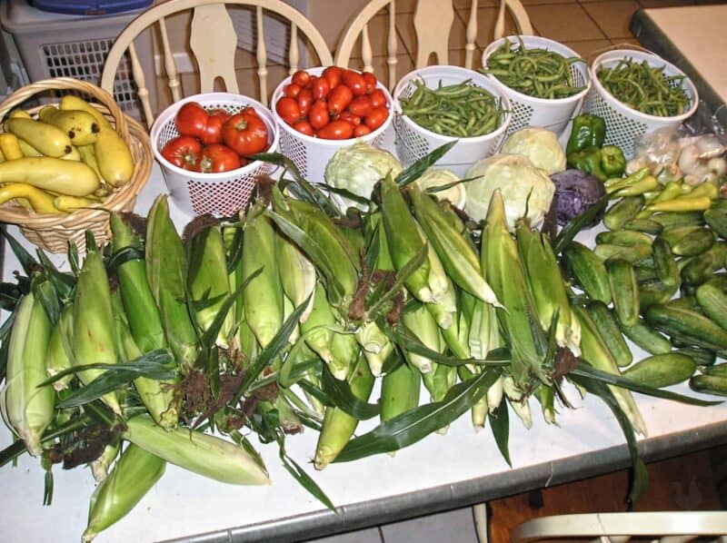harvested veggies corn golden zucchini tomatoes cabbage and peppers