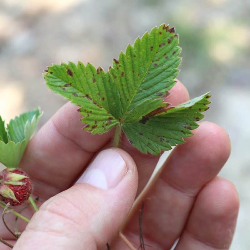 holding a wild strawberry leaf in hand