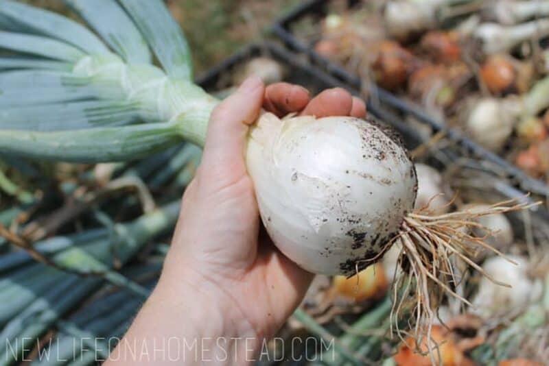 holding a large onion bulb in hand