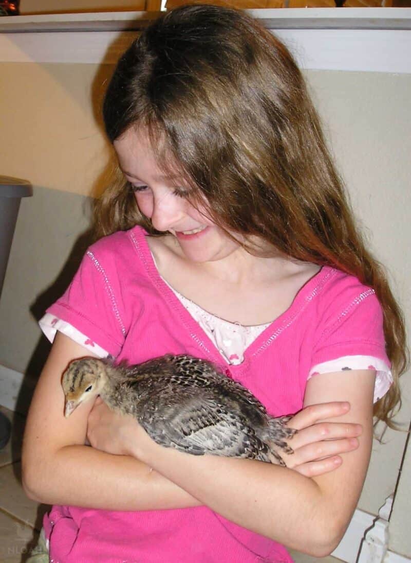little girl holding a young turkey