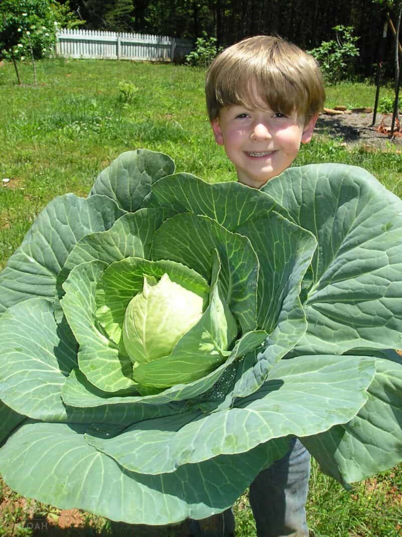 little boy holding a giant cabbage plant