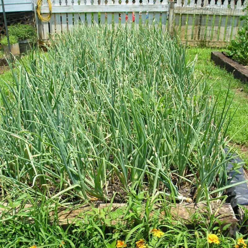 mature onion plants in raised beds
