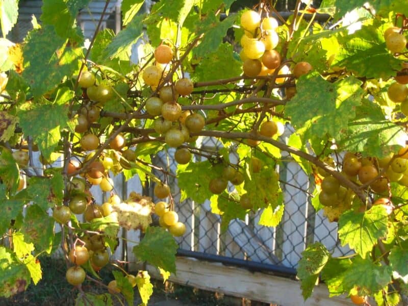 muscadine grapes on vine ready for harvest