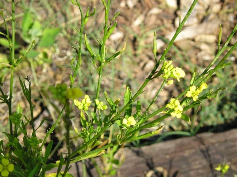 mustard plant with flower heads