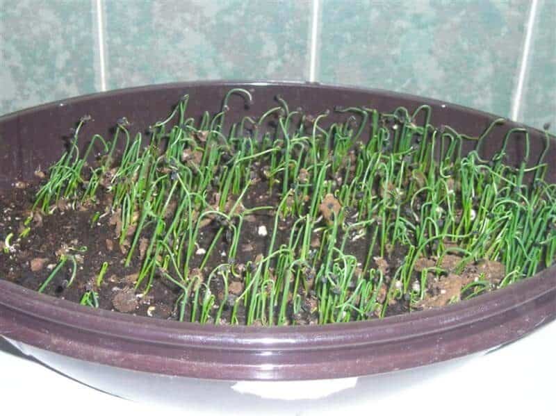 onion seedlings in tray sprinkled with wet seed starting mix