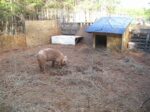pig in front of its pen