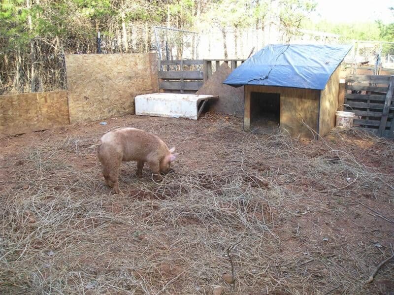 pig in front of its pen