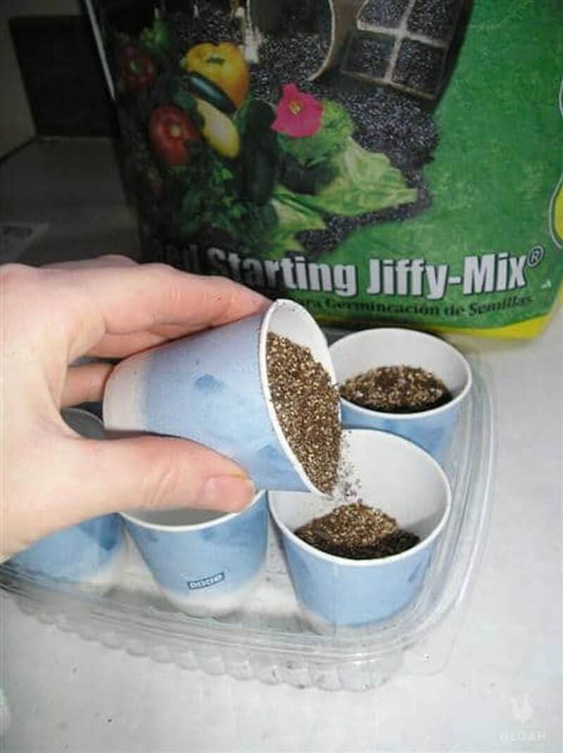 pouring seed starting mix in plastic cup