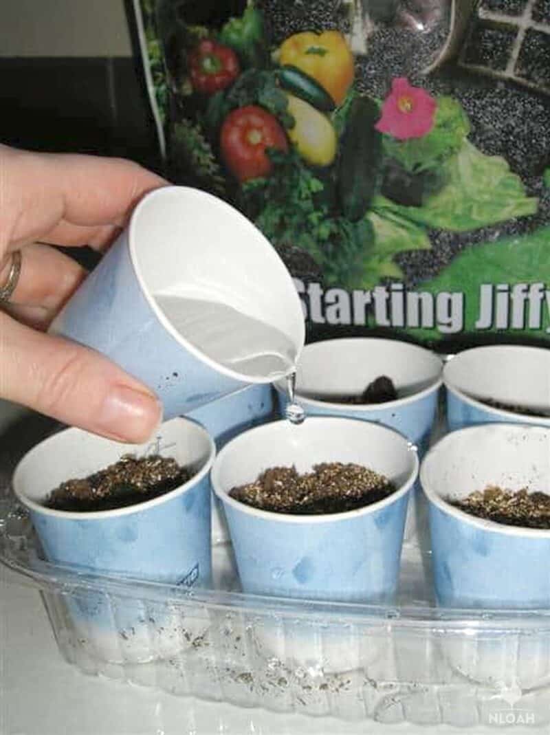 pouring water over seed starting mix in plastic cup
