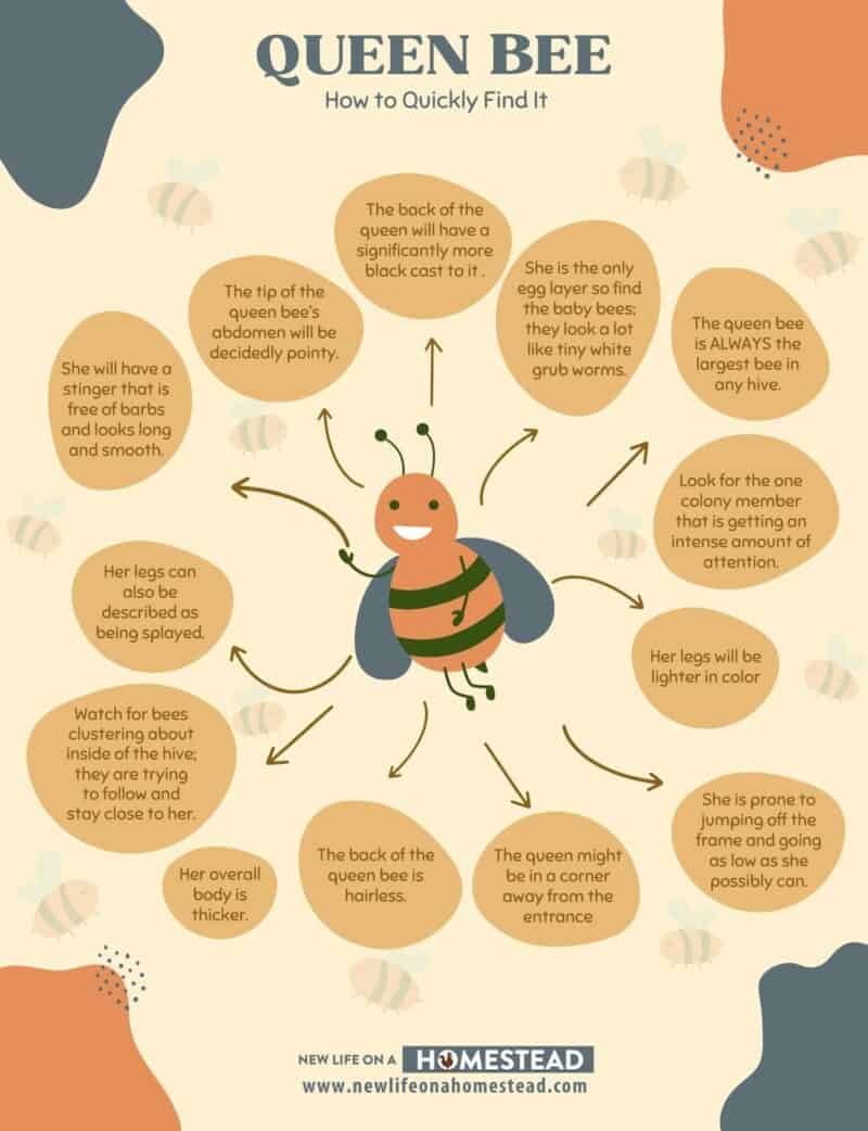 how to find the queen bee infographic