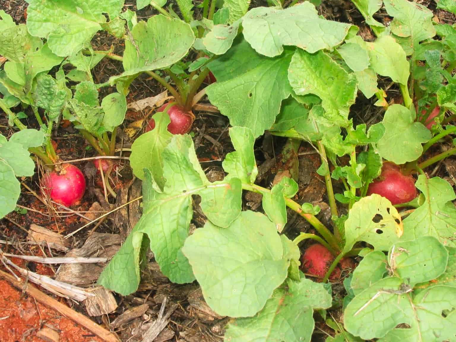 radish plants in the ground