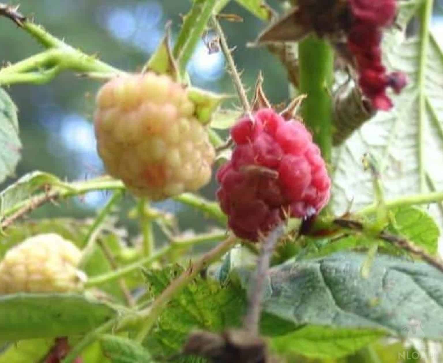 raspberries with worms