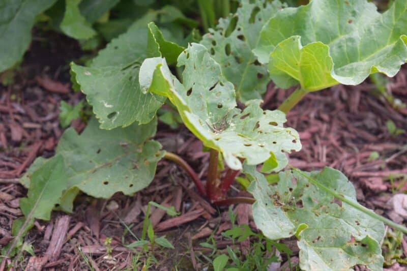 2 years old rhubarb plant with leaves eaten by a pest