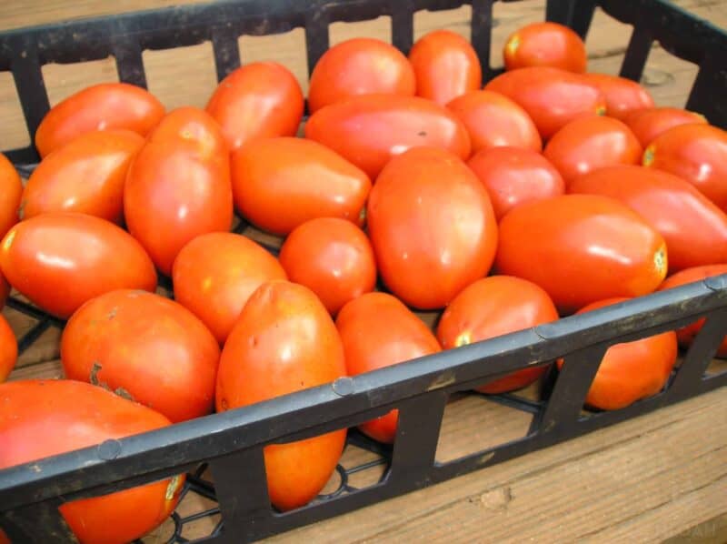 ripe harvested tomatoes plastic crate