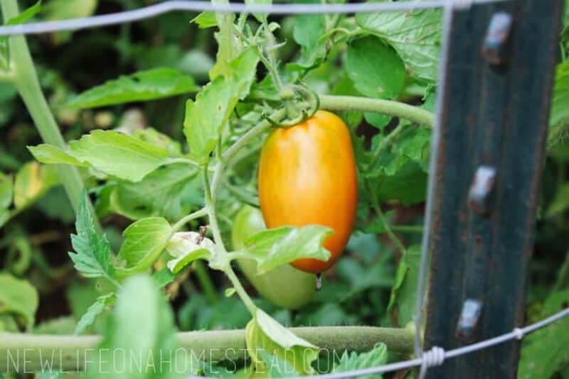 a ripening tomato