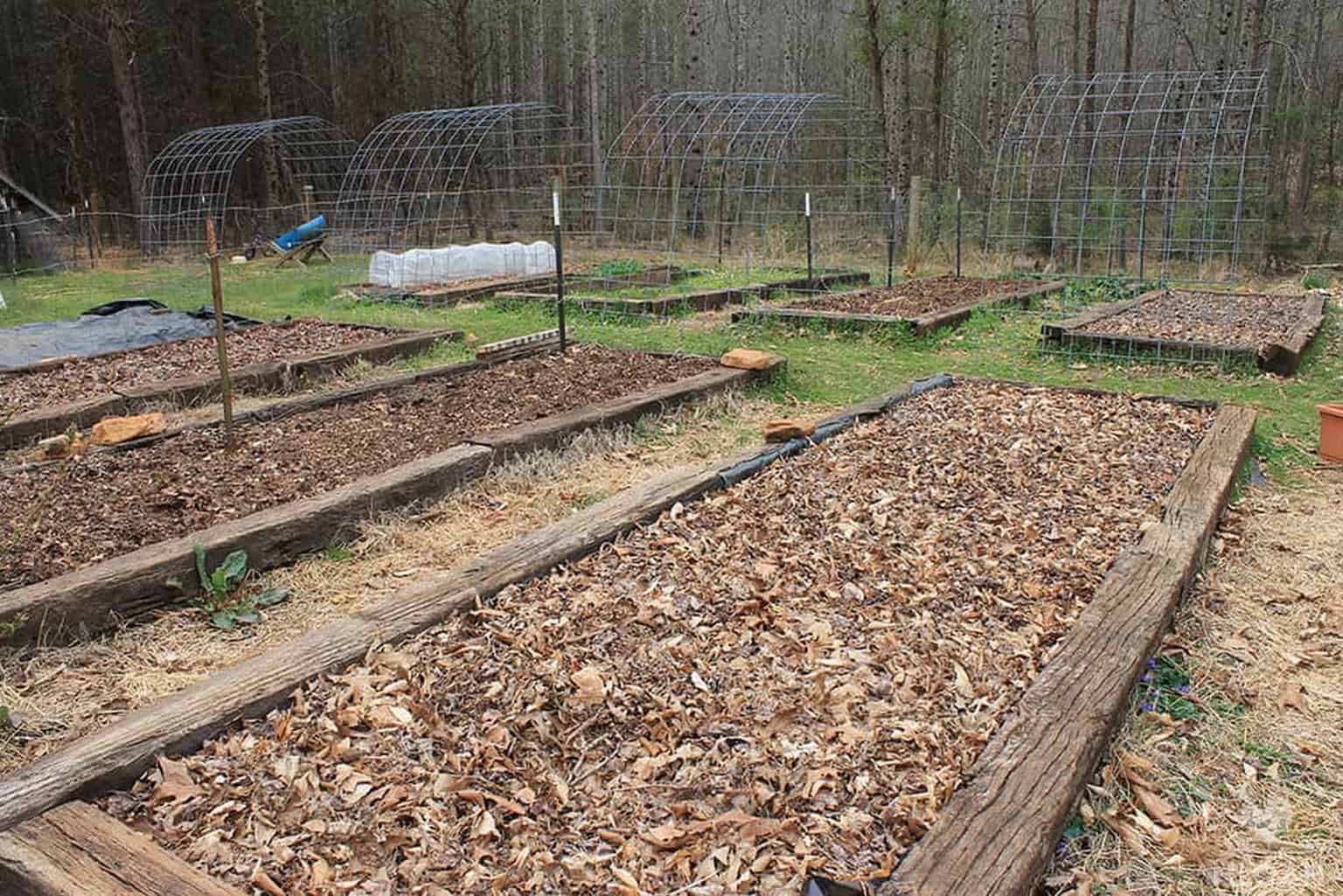 root crops planted under leaf mulch in raised bed
