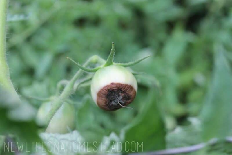 small green tomato with blossom end rot
