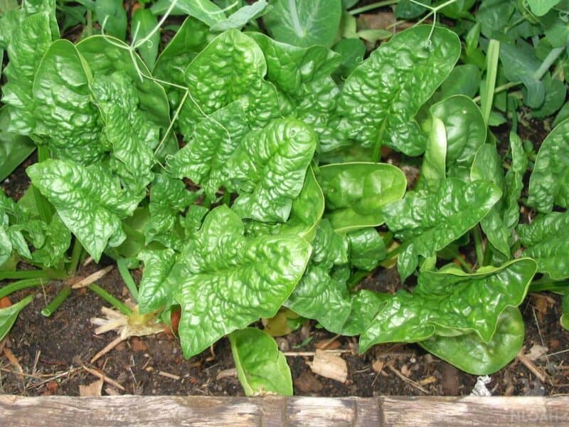 spinach plants in raised bed