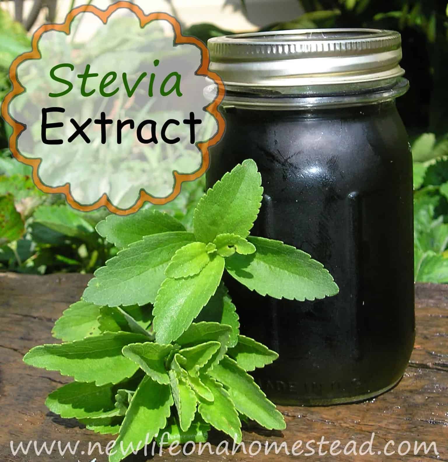 stevia extract in jar next to stevia plant