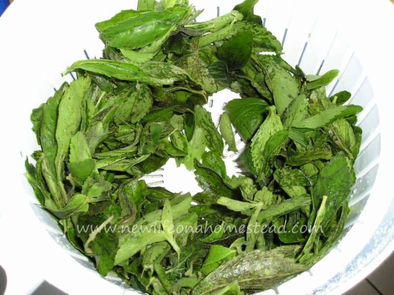 stevia leaves in salad spinner