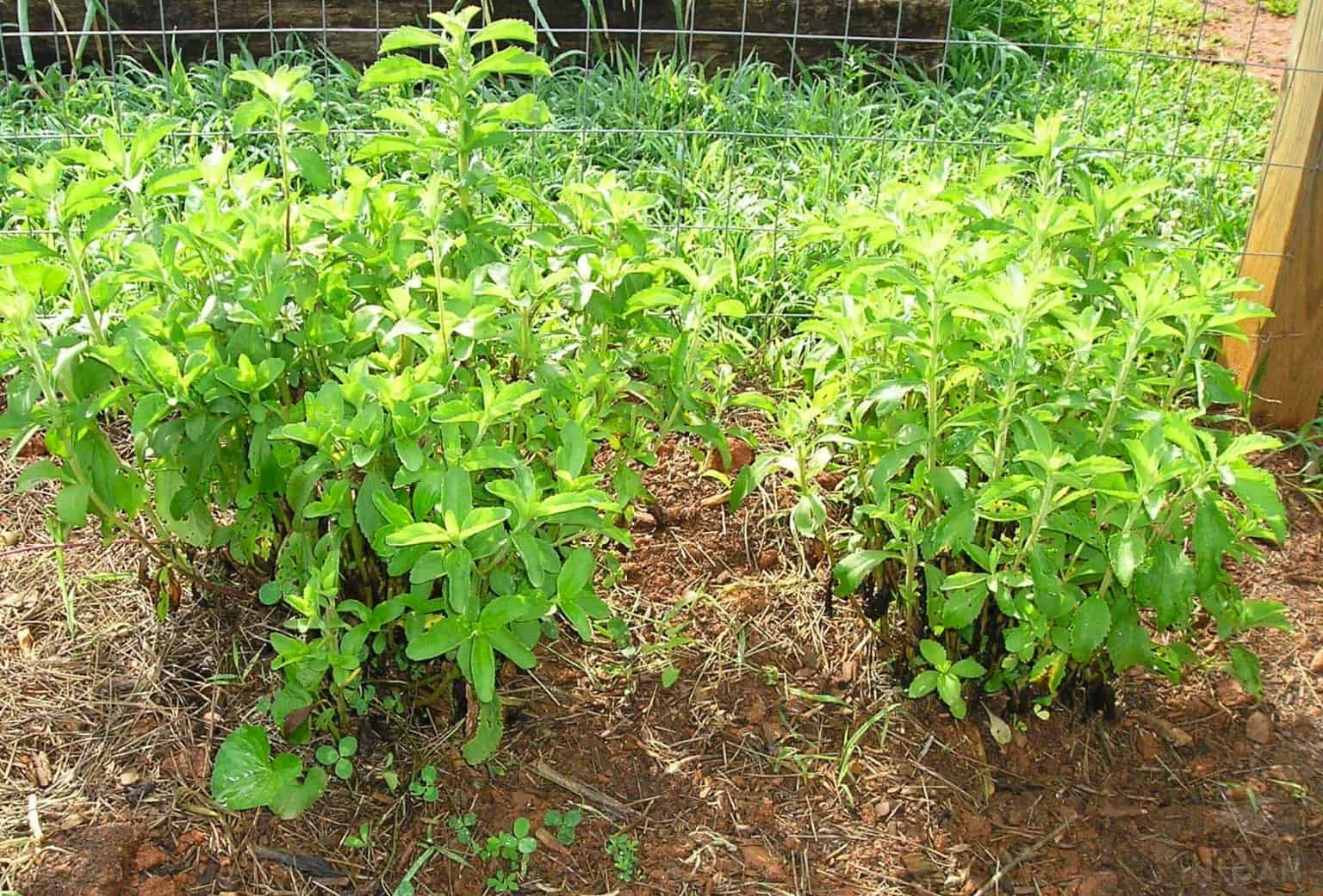 stevia plants in the garden