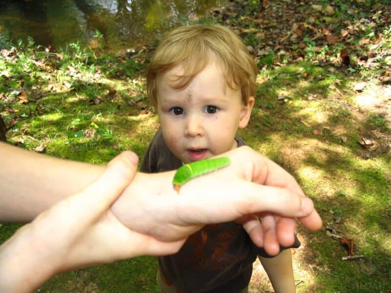 toddler looking at a green caterpillar