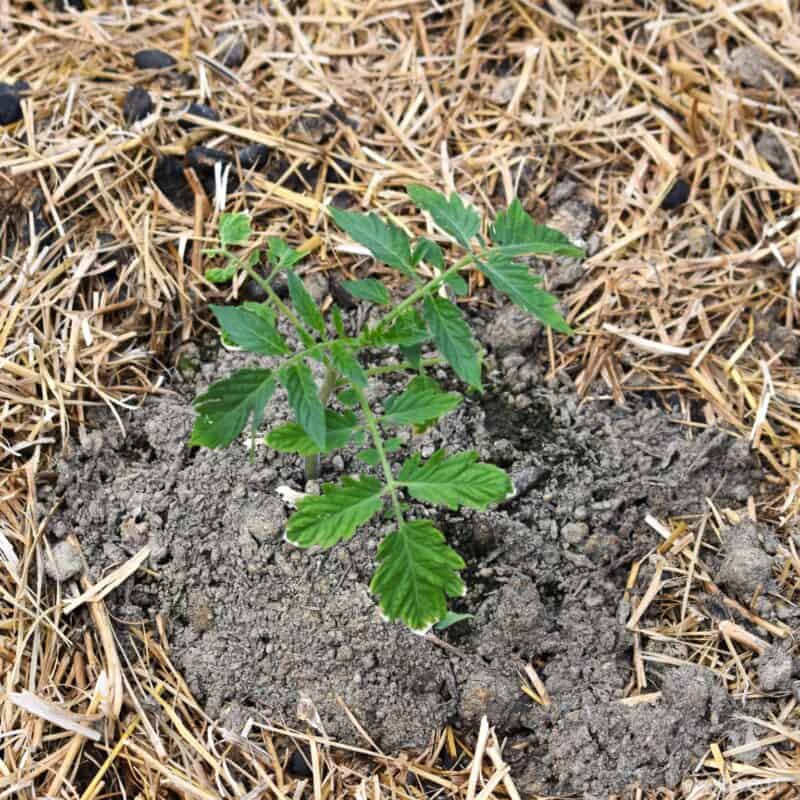 transplanted tomato plant with white tip leaves because of shock