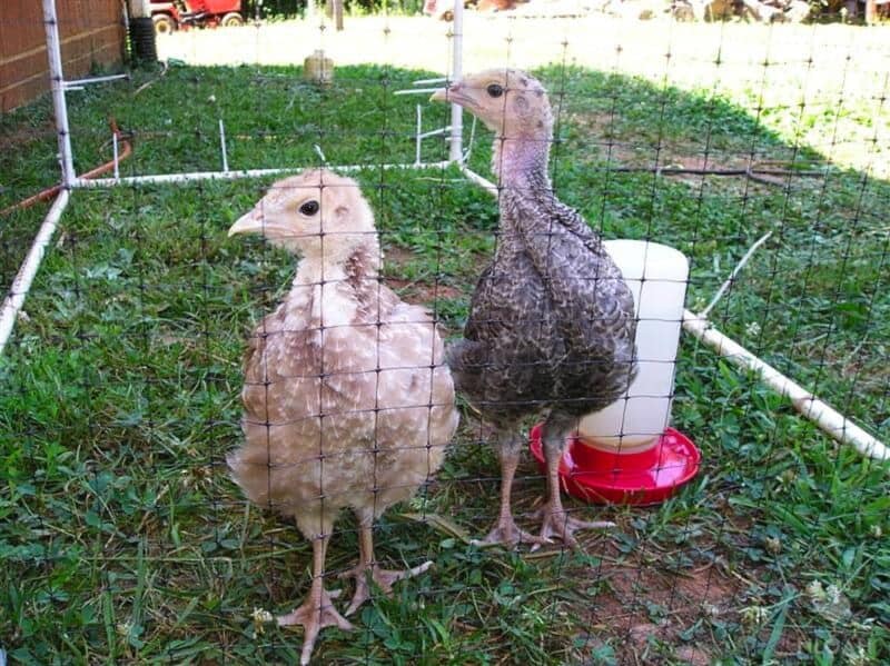 two baby turkeys outside in cage