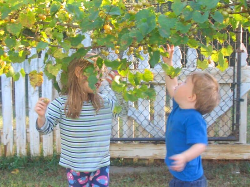 two kids reaching out to get muscadine grapes