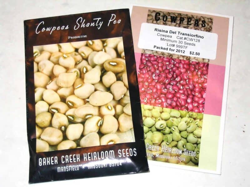 Good for fresh use Big Boy Cowpea freezing or canning Great Yields Free Ship 
