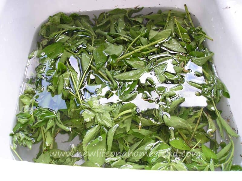 washing stevia leaves in kitchen sink