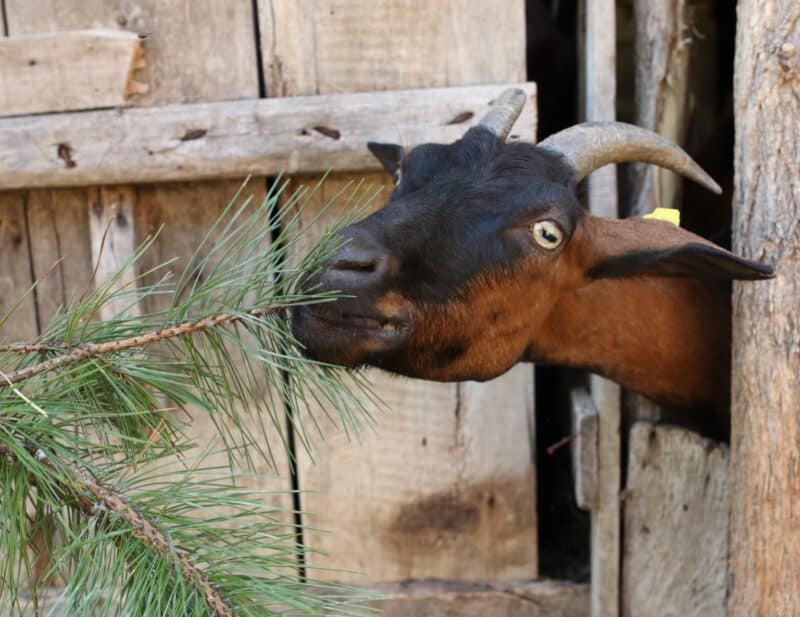 a goat eating pine needles
