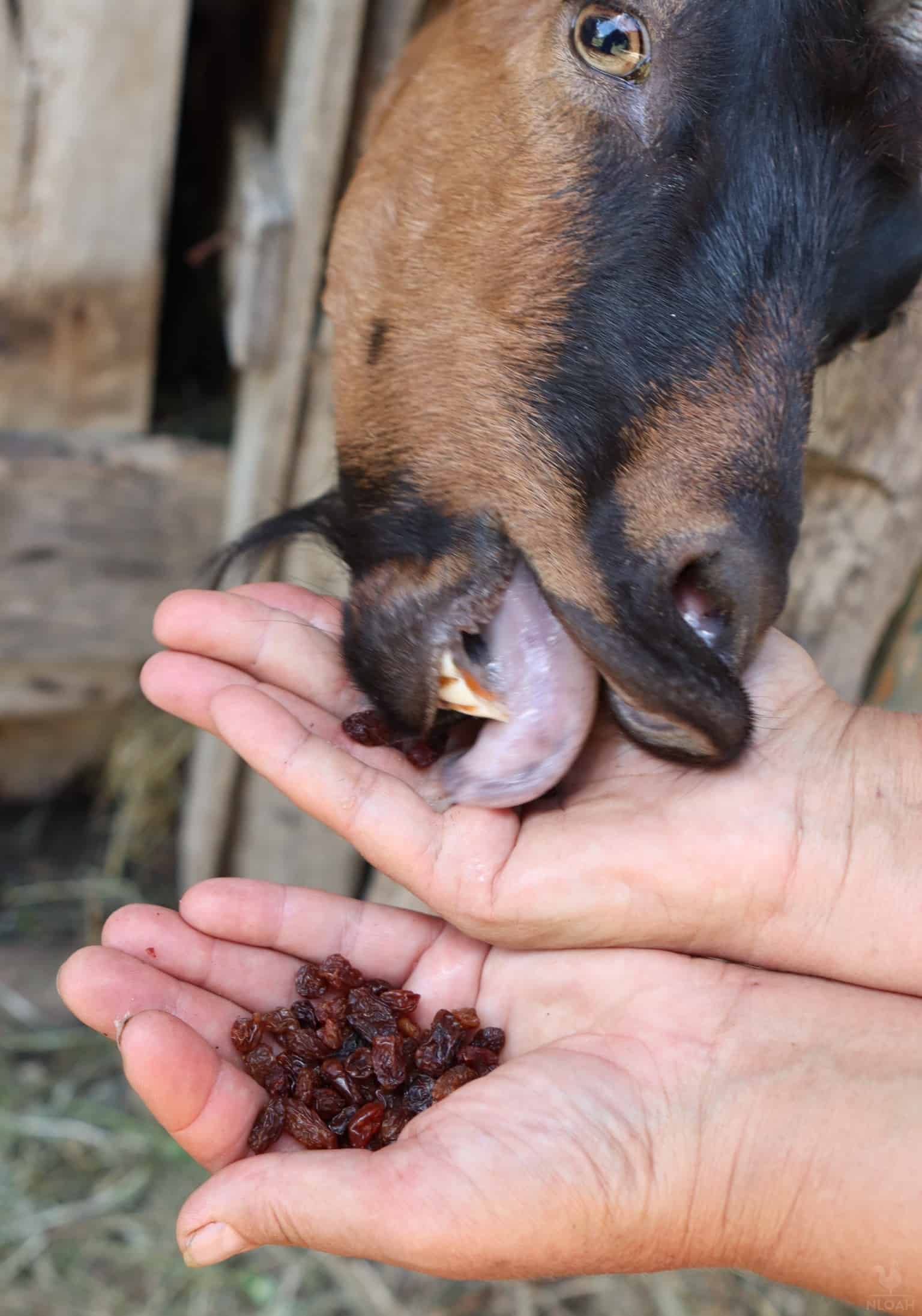 a goat eating raisins