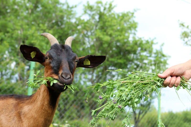 a goat eating some alfalfa