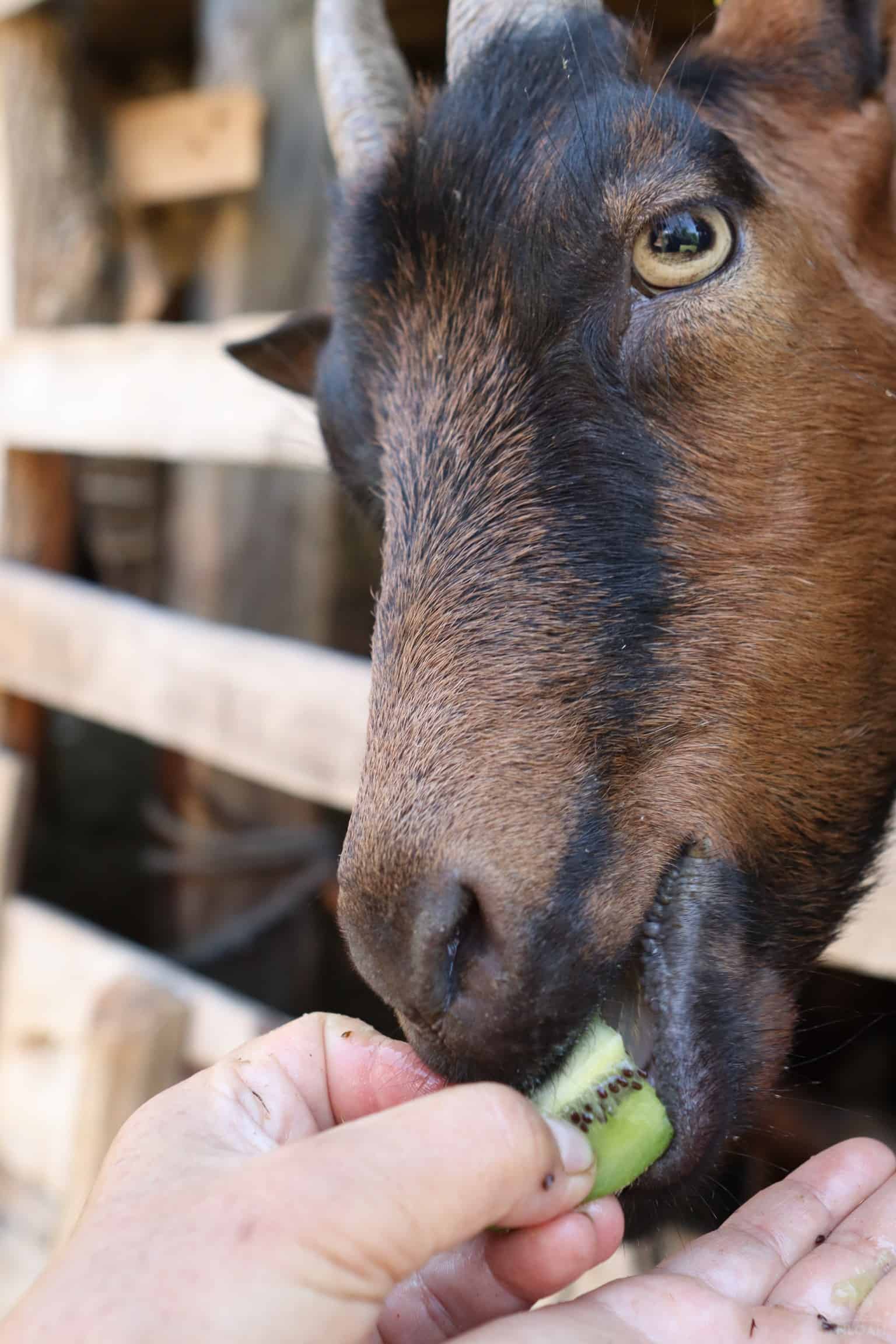 a goat enjoying some kiwi