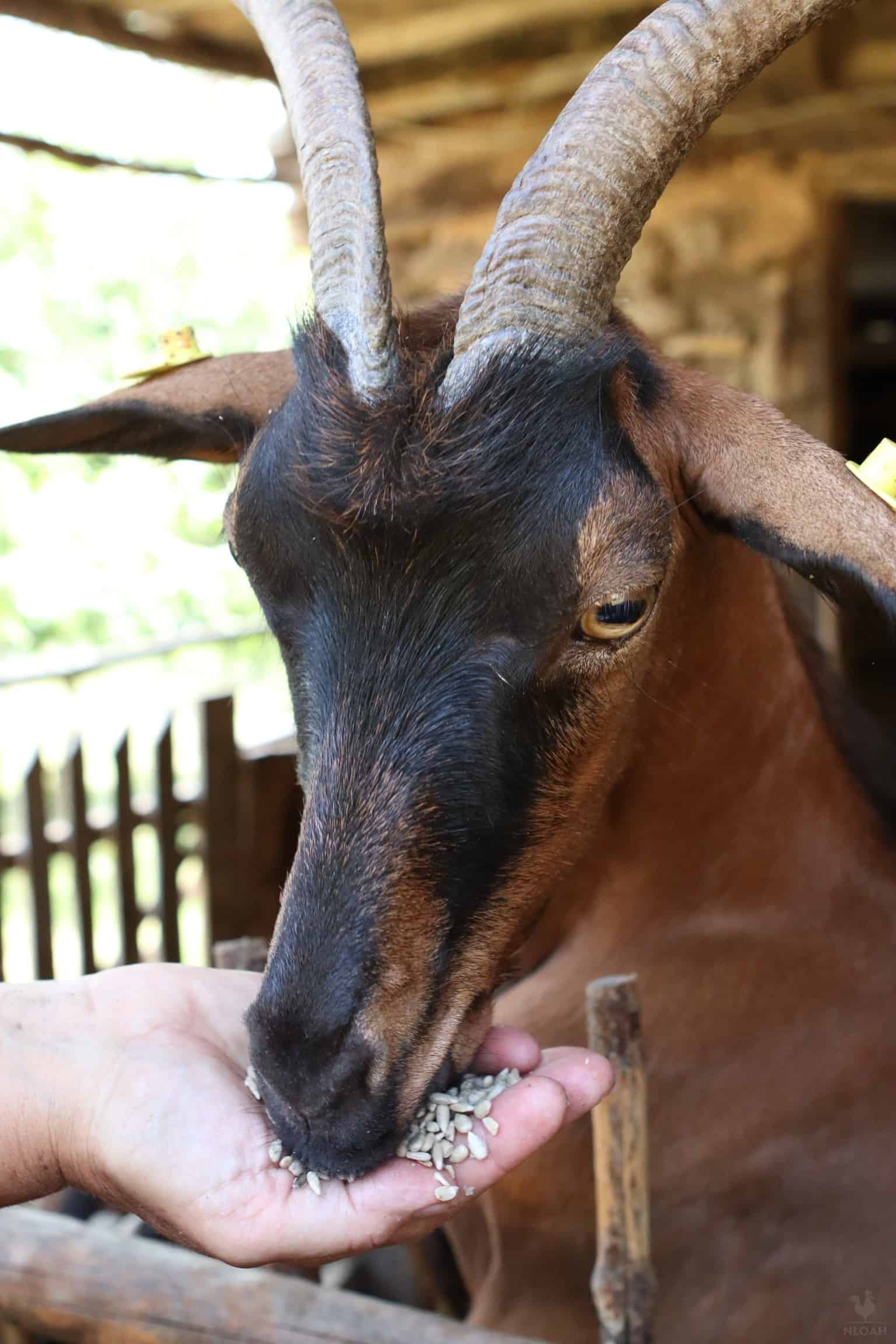 a goat enjoying some sunflower seeds