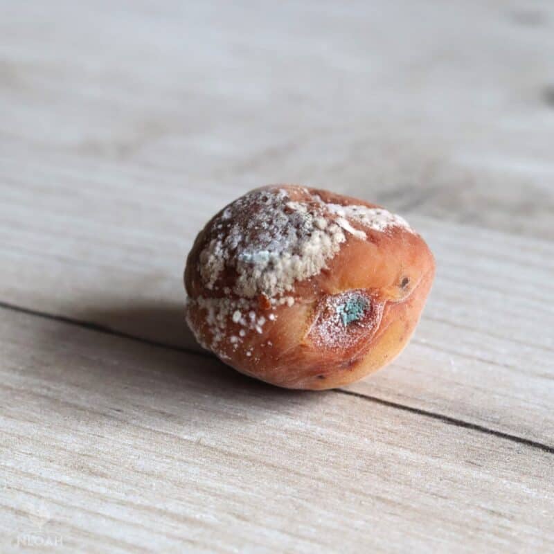apricot covered in brown rot
