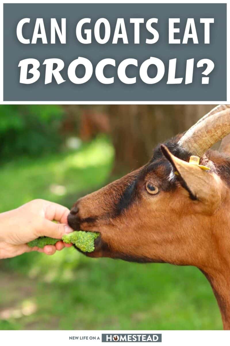 can goats eat broccoli pinterest
