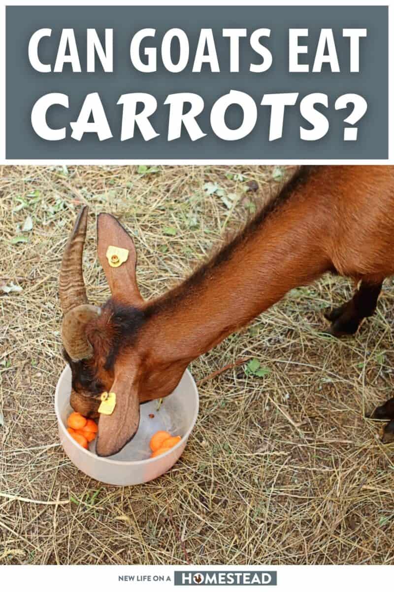 can goats eat carrots pinterest