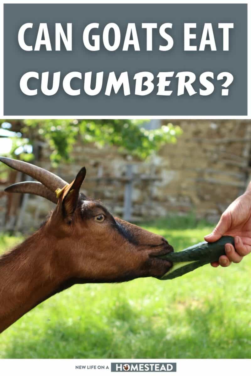 can goats eat cucumbers pinterest