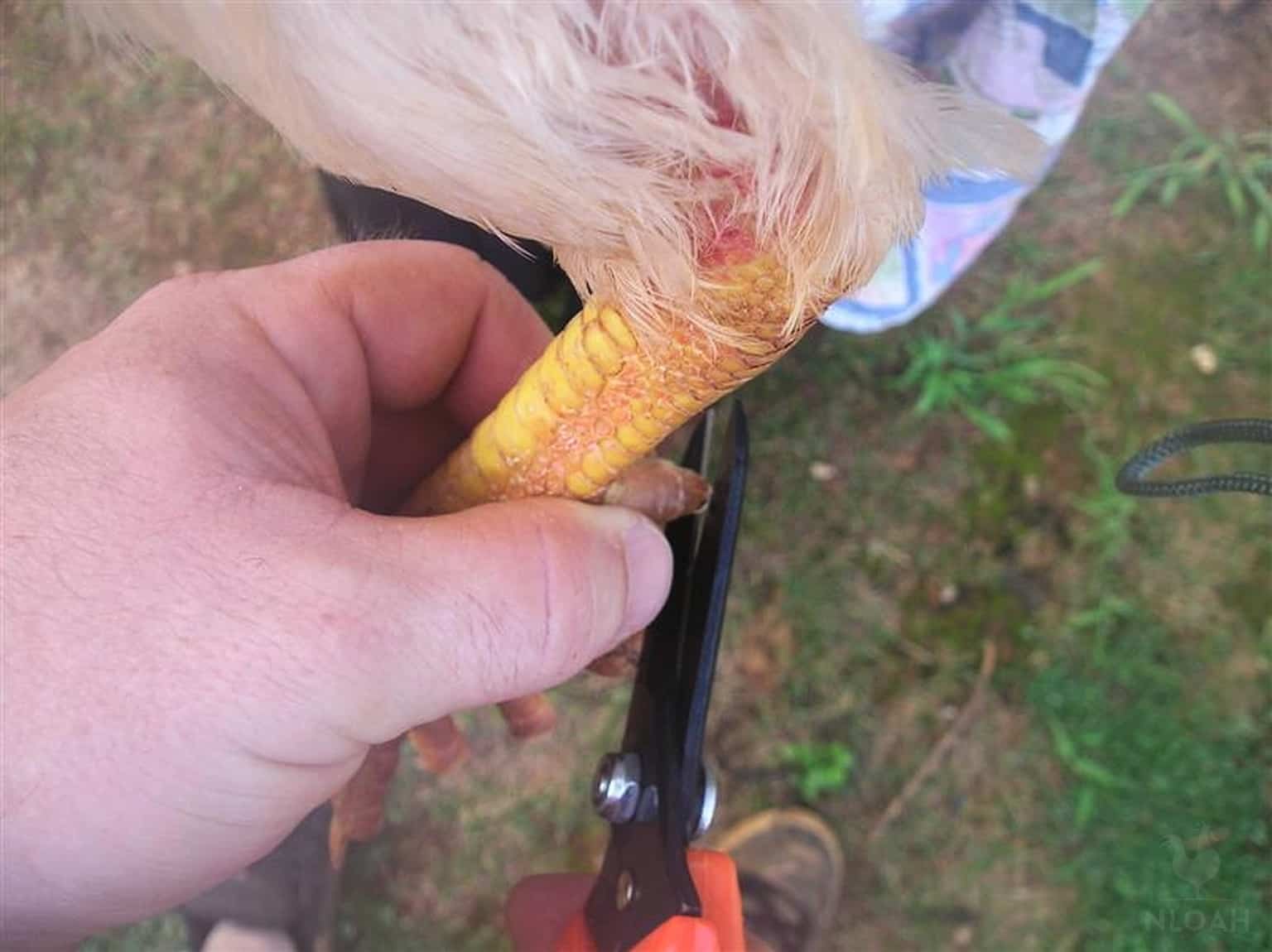 clipping rooster spurs