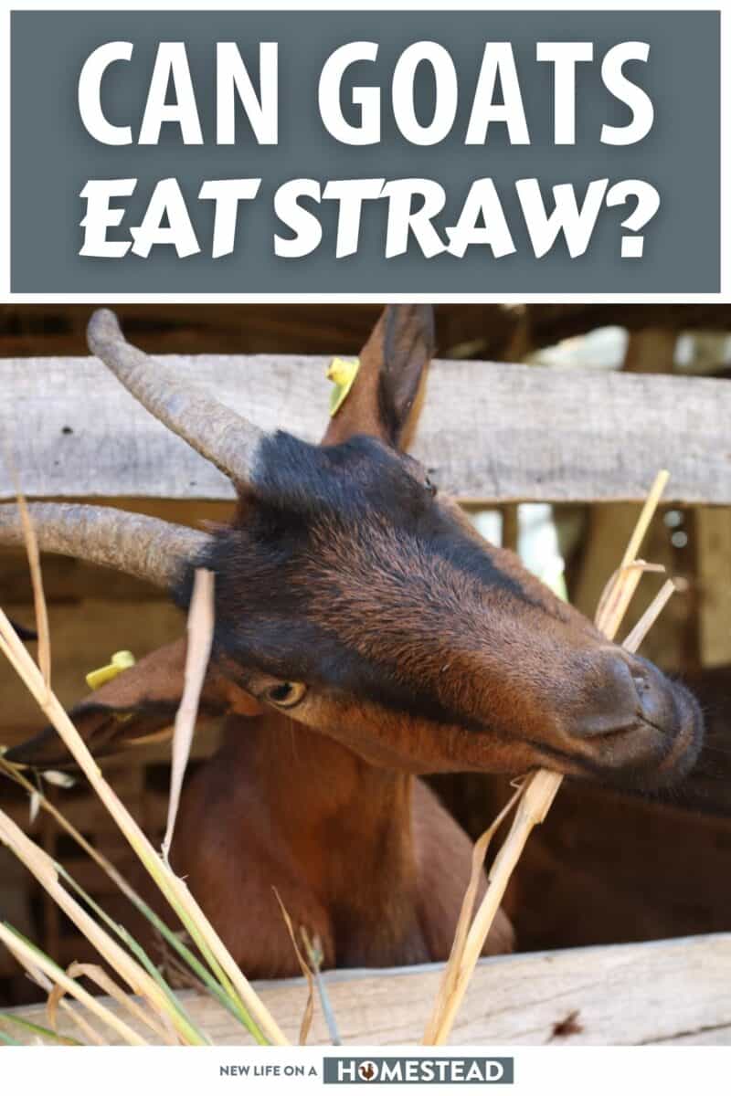 can goat eat straw pinterest