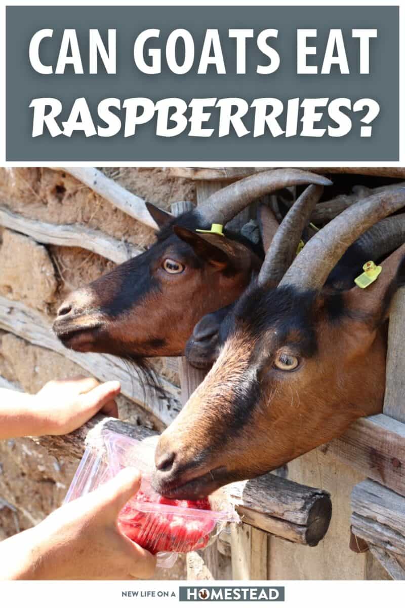 can goats eat raspberries pinterest