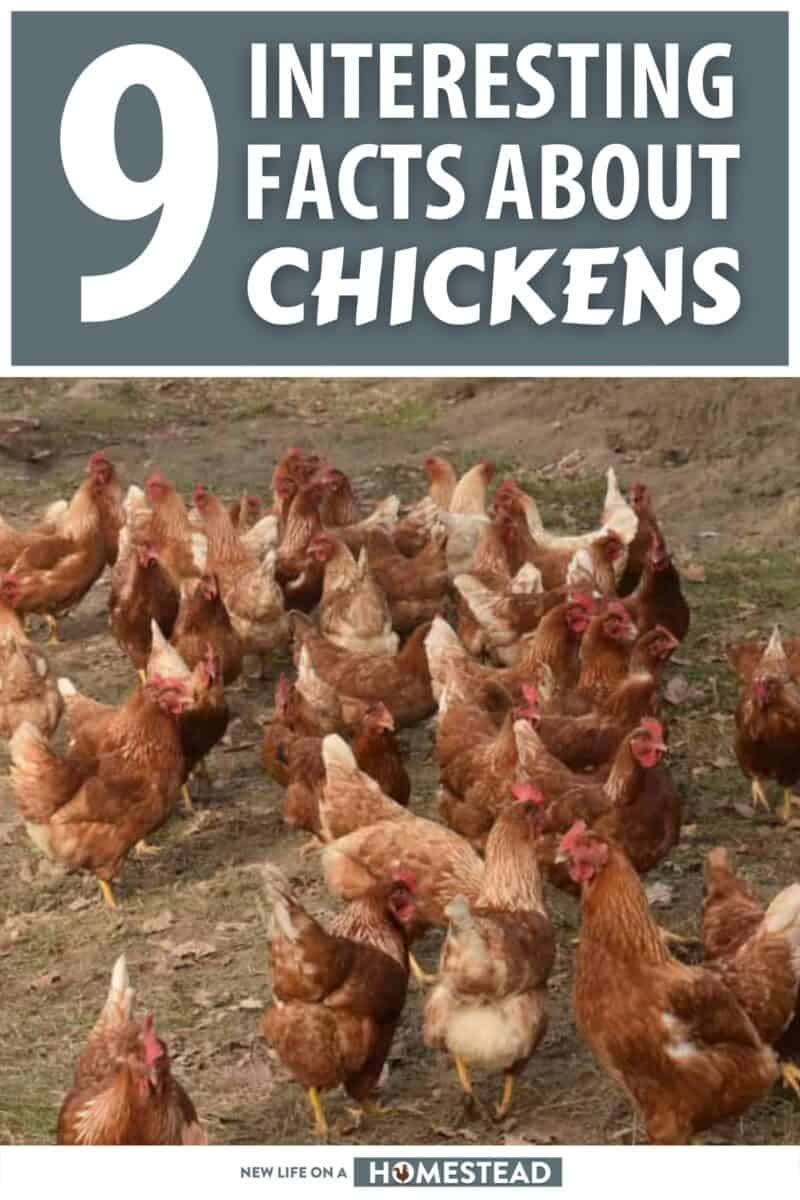 facts about chickens pinterest