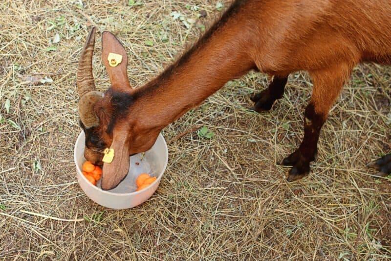 goat eating carrot slices