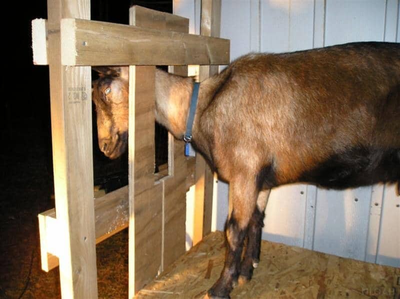 goat on milking stand