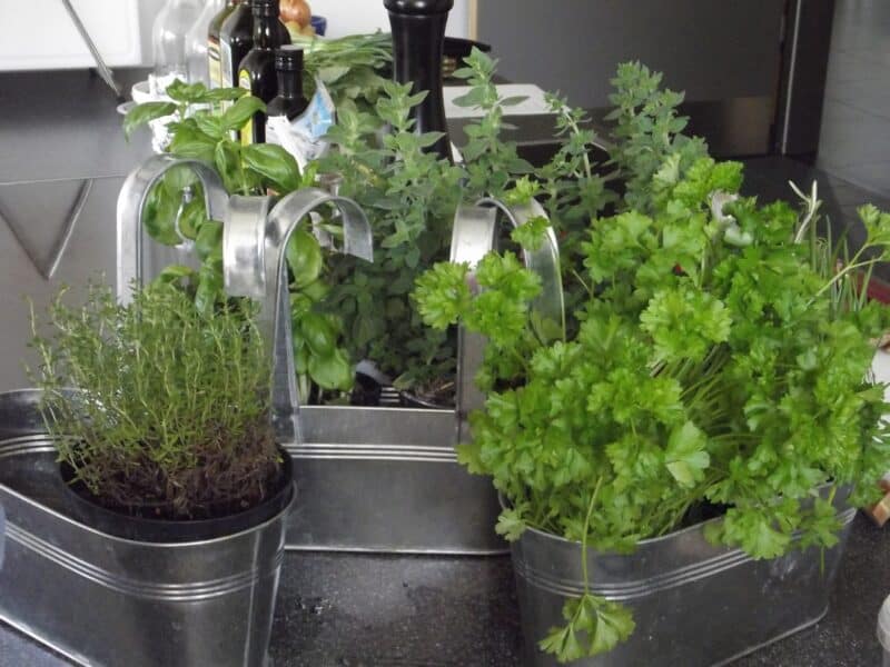 herbs growing indoors in pots