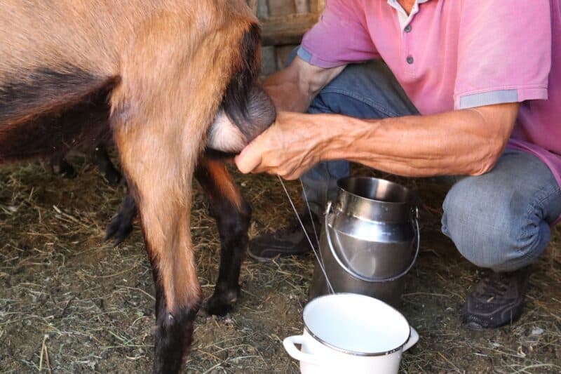 man milking an alpine goat by hand