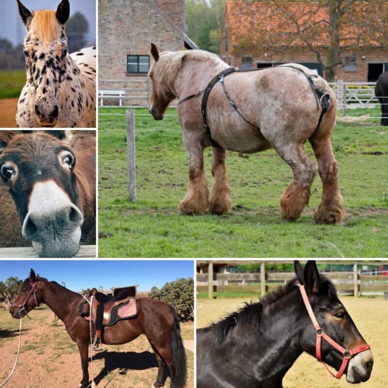 pack horse breeds collage